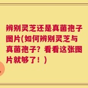 辨别灵芝还是真菌孢子图片(如何辨别灵芝与真菌孢子？看看这张图片就够了！)