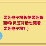 灵芝孢子粉长在灵芝背面吗(灵芝背后也藏着灵芝孢子粉？)