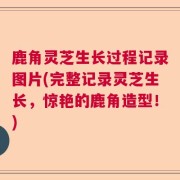 鹿角灵芝生长过程记录图片(完整记录灵芝生长,惊艳的鹿角造型!)