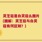 灵芝菇是白灵菇么图片(图解：灵芝菇与白灵菇有何区别？)