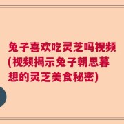 兔子喜欢吃灵芝吗视频(视频揭示兔子朝思暮想的灵芝美食秘密)