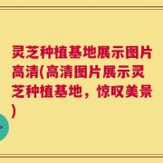 灵芝种植基地展示图片高清(高清图片展示灵芝种植基地，惊叹美景)