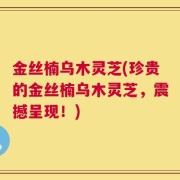 金丝楠乌木灵芝(珍贵的金丝楠乌木灵芝，震撼呈现！)