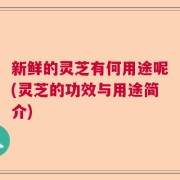 新鲜的灵芝有何用途呢(灵芝的功效与用途简介)