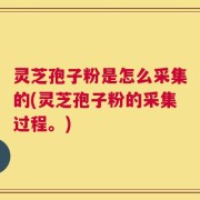 灵芝孢子粉是怎么采集的(灵芝孢子粉的采集过程。)