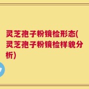 灵芝孢子粉镜检形态(灵芝孢子粉镜检样貌分析)