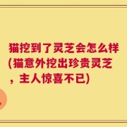 猫挖到了灵芝会怎么样(猫意外挖出珍贵灵芝，主人惊喜不已)
