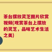 茶台摆放灵芝图片欣赏视频(观赏茶台上摆放的灵芝，品味艺术生活之美)