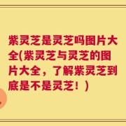紫灵芝是灵芝吗图片大全(紫灵芝与灵芝的图片大全，了解紫灵芝到底是不是灵芝！)