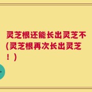 灵芝根还能长出灵芝不(灵芝根再次长出灵芝！)