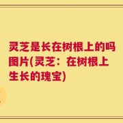 灵芝是长在树根上的吗图片(灵芝：在树根上生长的瑰宝)