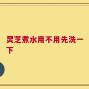 灵芝煮水用不用先洗一下