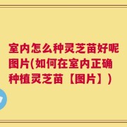 室内怎么种灵芝苗好呢图片(如何在室内正确种植灵芝苗【图片】)