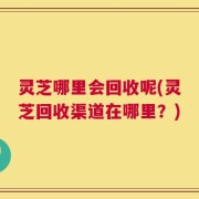 灵芝哪里会回收呢(灵芝回收渠道在哪里？)