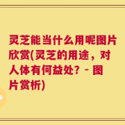 灵芝能当什么用呢图片欣赏(灵芝的用途，对人体有何益处？- 图片赏析)