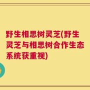 野生相思树灵芝(野生灵芝与相思树合作生态系统获重视)