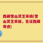 西藏雪山灵芝采摘(雪山灵芝采摘，见证西藏奇迹)