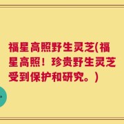 福星高照野生灵芝(福星高照！珍贵野生灵芝受到保护和研究。)