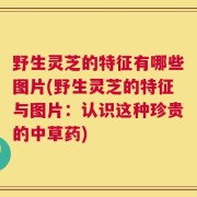 野生灵芝的特征有哪些图片(野生灵芝的特征与图片：认识这种珍贵的中草药)