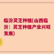 临汾灵芝种植(山西临汾：灵芝种植产业兴旺发展)