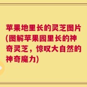 苹果地里长的灵芝图片(图解苹果园里长的神奇灵芝，惊叹大自然的神奇魔力)