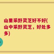 山里采野灵芝好不好(山中采野灵芝，好处多多)