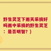 野生灵芝下雨天采摘好吗雨中采摘的野生灵芝：是否明智？)