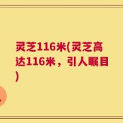 灵芝116米(灵芝高达116米，引人瞩目)