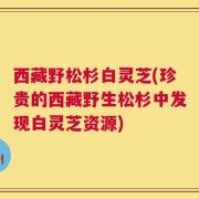 西藏野松杉白灵芝(珍贵的西藏野生松杉中发现白灵芝资源)