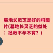 墓地长灵芝是好的吗图片(墓地长灵芝的益处：拯救不孕不育？)