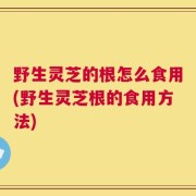 野生灵芝的根怎么食用(野生灵芝根的食用方法)