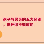 孢子与灵芝的五大区别，揭开你不知道的