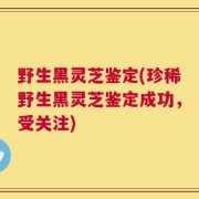 野生黑灵芝鉴定(珍稀野生黑灵芝鉴定成功，受关注)