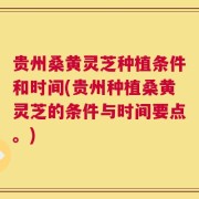 贵州桑黄灵芝种植条件和时间(贵州种植桑黄灵芝的条件与时间要点。)