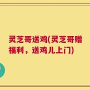 灵芝哥送鸡(灵芝哥赠福利，送鸡儿上门)
