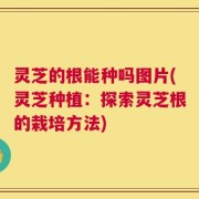 灵芝的根能种吗图片(灵芝种植：探索灵芝根的栽培方法)