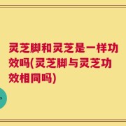 灵芝脚和灵芝是一样功效吗(灵芝脚与灵芝功效相同吗)