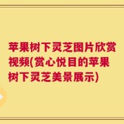 苹果树下灵芝图片欣赏视频(赏心悦目的苹果树下灵芝美景展示)