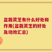 盆栽灵芝有什么好处和作用(盆栽灵芝的好处及功效汇总)