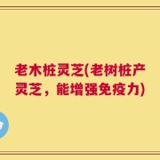 老木桩灵芝(老树桩产灵芝，能增强免疫力)