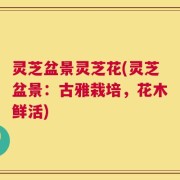 灵芝盆景灵芝花(灵芝盆景：古雅栽培，花木鲜活)