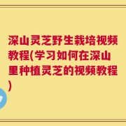 深山灵芝野生栽培视频教程(学习如何在深山里种植灵芝的视频教程)