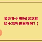 灵芝补小鸡吗(灵芝能给小鸡补充营养吗？)