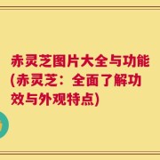 赤灵芝图片大全与功能(赤灵芝：全面了解功效与外观特点)