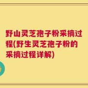 野山灵芝孢子粉采摘过程(野生灵芝孢子粉的采摘过程详解)