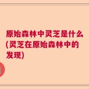 原始森林中灵芝是什么(灵芝在原始森林中的发现)