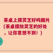 茶桌上摆灵芝好吗图片(茶桌摆放灵芝的好处，让你意想不到！)
