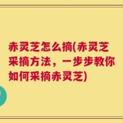 赤灵芝怎么摘(赤灵芝采摘方法，一步步教你如何采摘赤灵芝)
