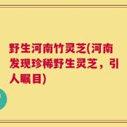 野生河南竹灵芝(河南发现珍稀野生灵芝，引人瞩目)