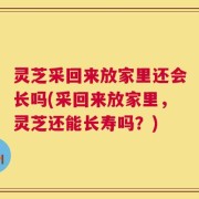 灵芝采回来放家里还会长吗(采回来放家里，灵芝还能长寿吗？)